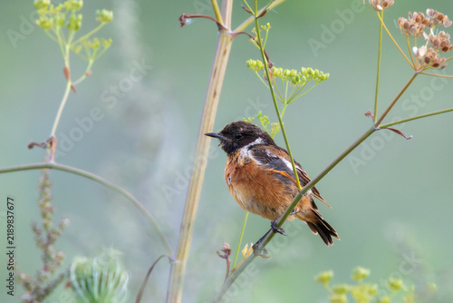 male european stonechat perched among wildflower stems