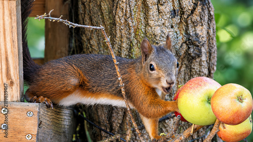 Red squirrel eating apple on tree branches
