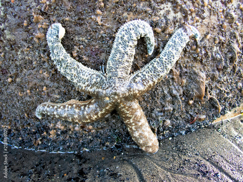 Blue sea star on piling, Homer, Alaska
