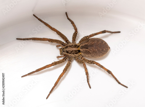 Принти на полотні Hogna radiata is a species of wolf spider. Female.