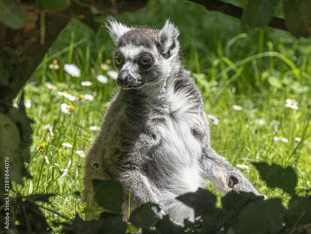 Obraz premium Maki catta assis dans l'herbe fleurie