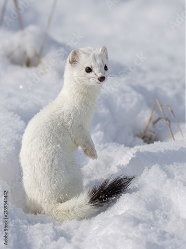 White ermine sitting in deep snow