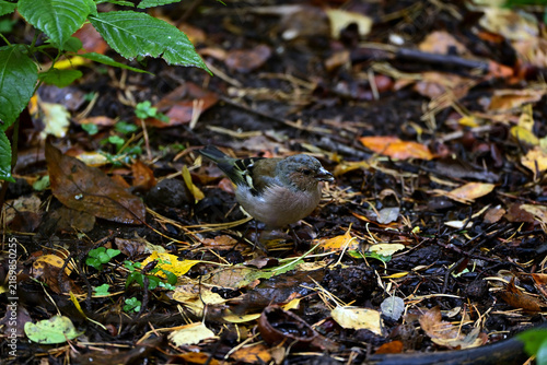 A small chaffinch in the autumn forest, searching for food.