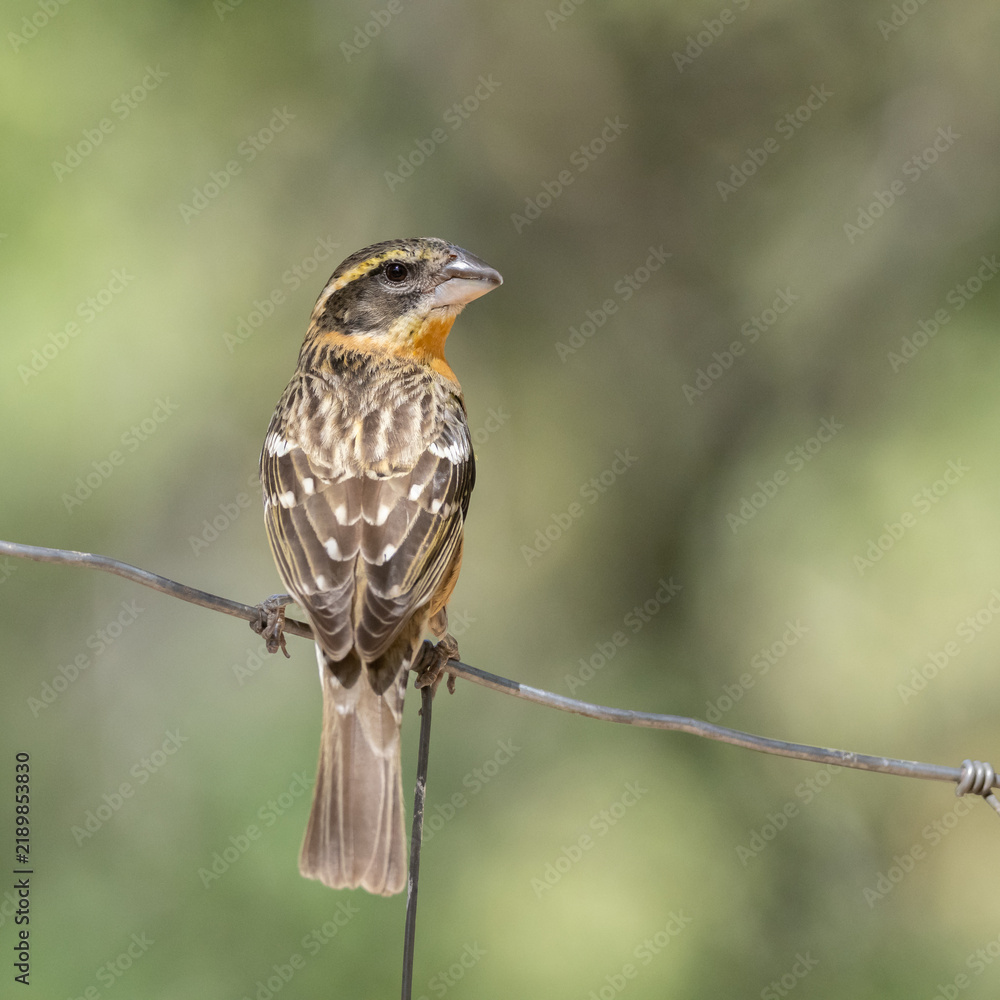 Fototapeta premium Black-headed Grosbeak in Colorado