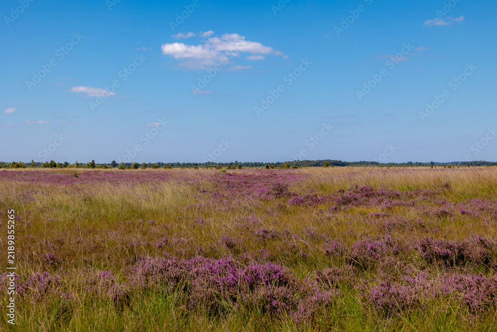Fototapeta premium Summer landscape, Nature reserve with Calluna vulgaris (heide, ling, or heather) and grass, The border in between Friesland and Drenthe province, The Fochteloërveen is one of raised bog in Netherlands
