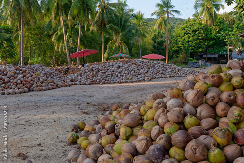 Harvested coconuts piled up in a tropical palm plantation