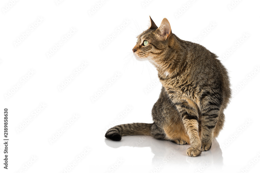Fototapeta premium Playful tabby cat watching the blank space for your message.