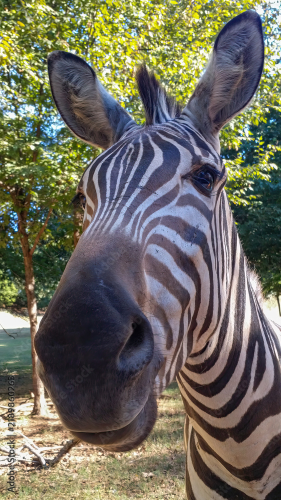 Fototapeta premium Close-up of a Zebra