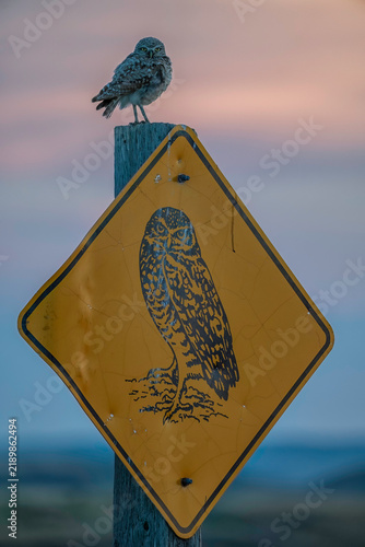 Foto Owl on an owl sign