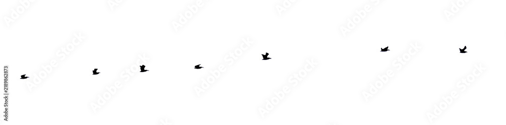 Fototapeta premium Flock of pelicans in silhouette flying in a line, symbolizing freedom and migration. Transparent background. PNG File.