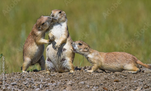 Black Tailed Prairie Dogs