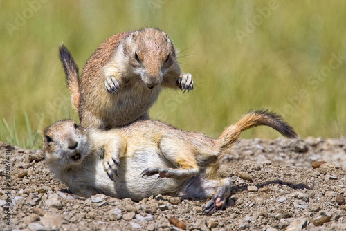 Black Tailed Prairie Dogs