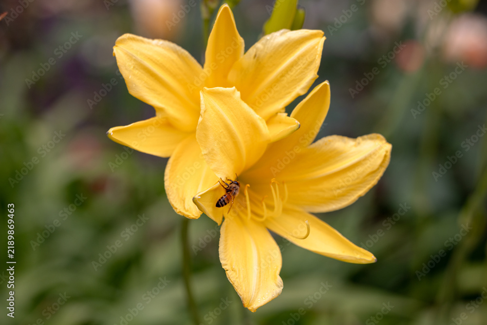 Fototapeta premium Berlin, Germany - July 4, 2026: Yellow daylily blooms with a small insect on its petals in a garden planting in Tiergarten.