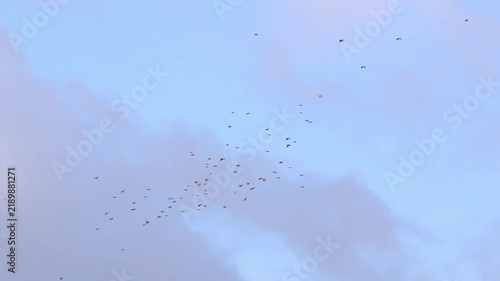 Flock of birds flying together in a cloudy sky