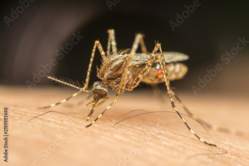 Canvastavla Mosquito resting human skin detailed closeup showing striped legs antennae wings