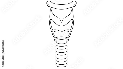 Tapety artystyczne Human trachea anatomy white background.