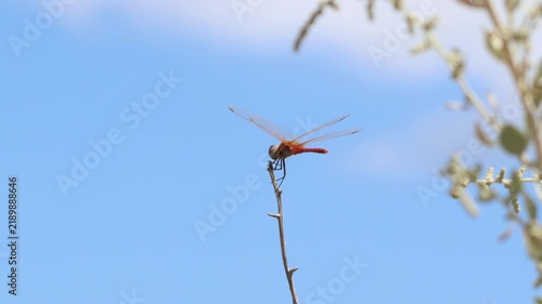 Red dragonfly resting on a twig against blue sky