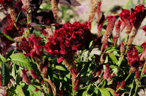 blooming celosia in the garden
