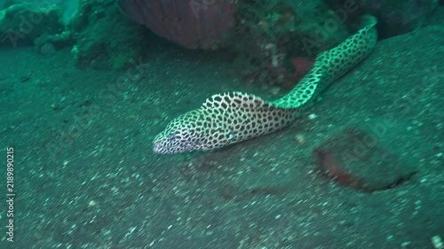 Honeycomb moray eel (Gymnothorax favagineus) half emerges from under a large sponge, then suddenly swims toward the camera and tries to slip between the seabed and the camera before turning back.