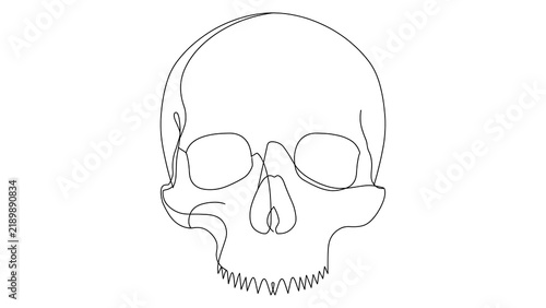 Human Skull white background.