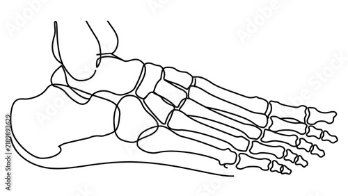 Human Foot Bones Anatomy white background.