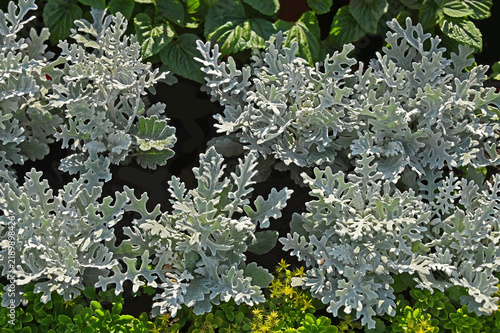Obraz na płótnie Dusty miller (Silver dust) and Sedum hybridum