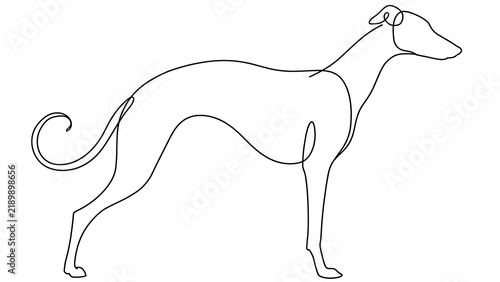 Obraz na płótnie Greyhound dog white background.