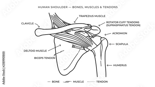 Obraz na płótnie Human shoulder bone white background.