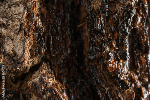 Cuadro en lienzo Detailed close-up texture of ancient weathered wood bark with wet areas