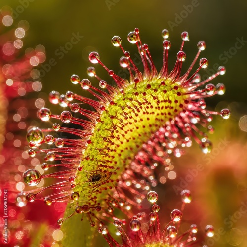 Carnivorous Sundew Plant With Glistening Sticky Droplets Macro