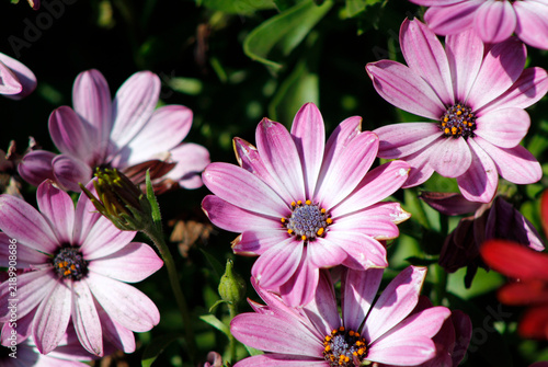 beautiful pink osteospermum in the garden
