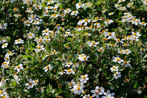 blooming bidens in the garden
