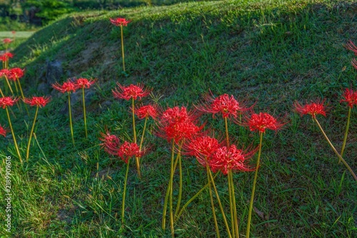 秋の訪れを告げる田園に咲く鮮やかな彼岸花（曼珠沙華）