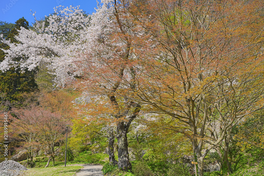 Fototapeta premium きみまち阪県立自然公園