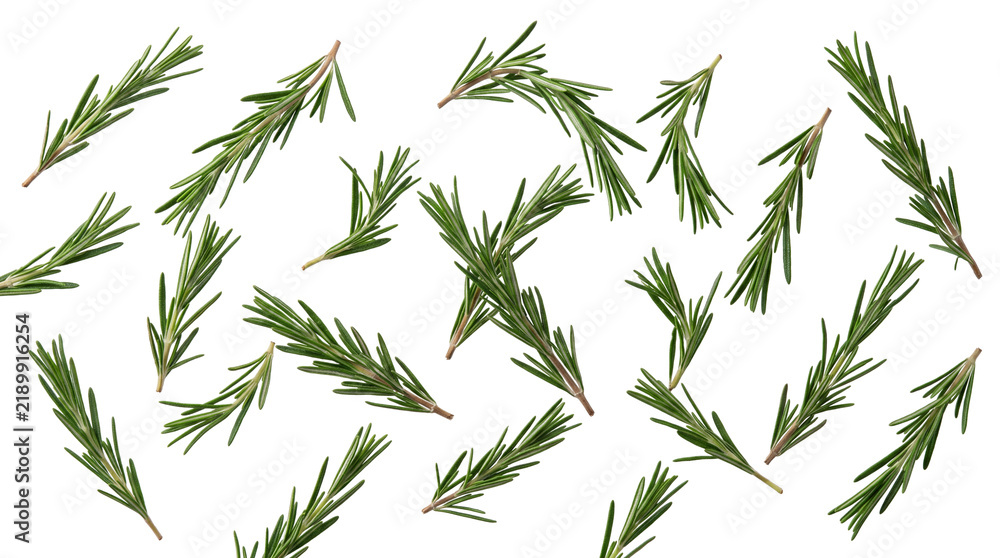 Obraz premium Rosemary sprigs floating as an isolated PNG cutout