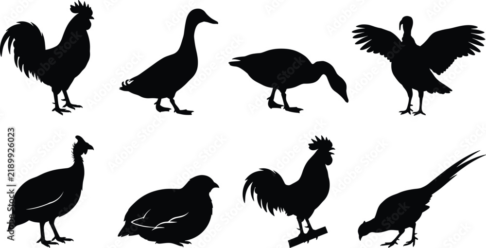 Obraz premium Set of vector black farm bird silhouettes featuring rooster, duck, turkey, goose, and pheasant isolated on white background