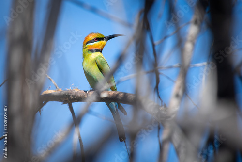 Fototapeta Rainbow Honeyeater