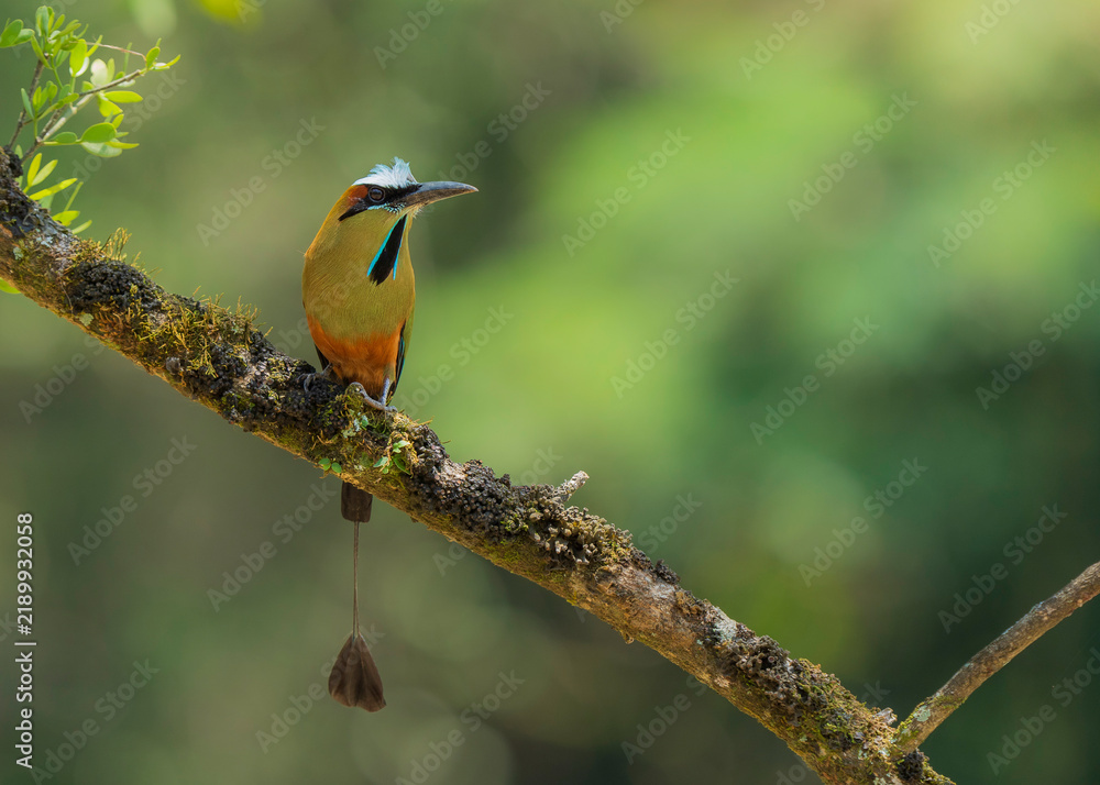 Obraz premium The motmots or Momotidae are a family of birds in the order Coraciiformes, which also includes the kingfishers, bee-eaters and rollers. All extant motmots are restricted to woodland or forests in the 