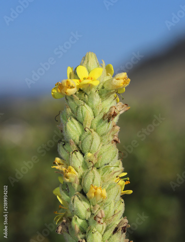 фотографія Yellow flowers on the tip of a stalk of blooming woolly mullein (Verbascum thapsus) with mountains and blue sky in the background in the Rocky Mountains, where it is an invasive species