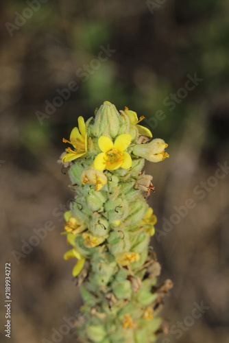 фотографія Close-up of yellow fllowers on the flowering stalk of Common mullein (Verbascum thapsus) growing in Colorado, where it is an invasive species