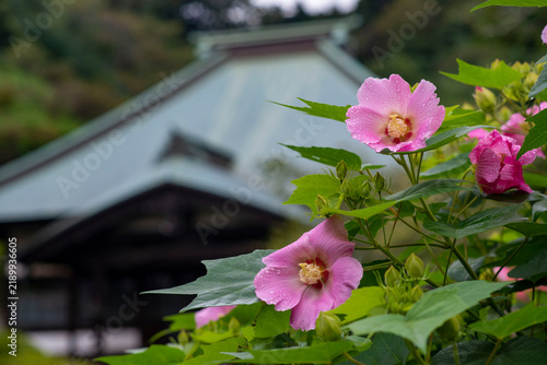 Obraz na płótnie 鎌倉26912 海蔵寺1 芙蓉