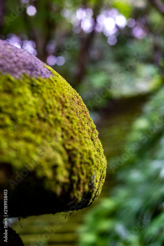 Plakat 鎌倉26914 妙法寺5 苔の石段