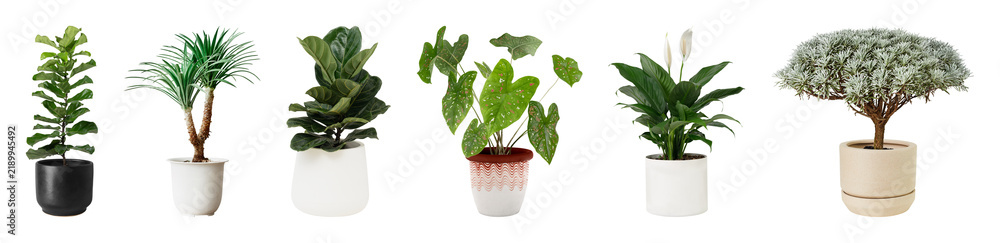 Obraz premium PNG Diverse potted plants collection on transparent background