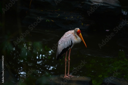 Fotografie great blue heron ardea cinerea
