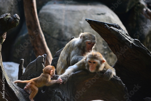 Canvastavla japanese macaque sitting on a tree