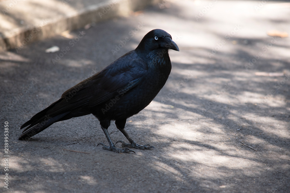 Obraz premium the Australian raven is a black bird with white eyes and grey feet and beak