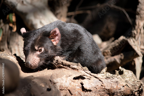 Konstfotografi The Tasmanian devil is black in color with a white band on the chest and hindquarters and have nearly-hairless, pink ears