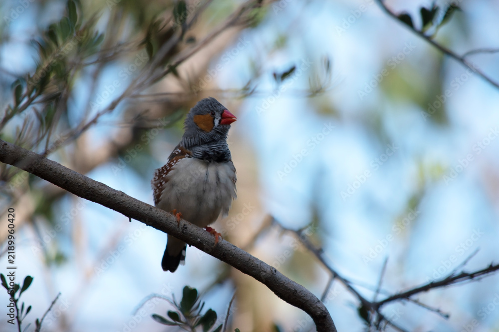 Obraz premium the male zebra finch has a grey body with a white under belly with a black and white tail. It has orange cheeks and black stripe on its face