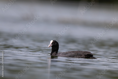Foto Eurasian coot on calm water surface in a freshwater lake, close up portrait with black body, white frontal shield and beak and shallow water