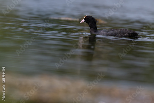 Foto Eurasian coot on calm water surface in a freshwater lake, close up portrait with black body, white frontal shield and beak and shallow water